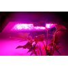Hydroponic LED Grow Light "Sensemilla" - 240 Watt, 80 LEDs, 2x UV LEDS