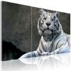 Tableau Tigre blanc