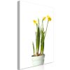 Tableau Fleurs Narcissus (1 Part) Vertical