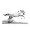 Papier peint intissé Animaux White gallop