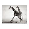 Papier peint intissé Animaux Girafes