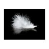 Papier peint intissé Animaux White feather