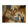 Papier peint intissé Animaux Tigres : l'amour inconditionnel
