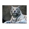 Papier peint intissé Animaux Tigre du Bengale au zoo