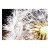 Papier peint intissé Fleurs Fluffy dandelion