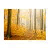 Papier peint intissé Paysages forêt - automne