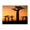 Papier peint intissé Paysages Baobabs africains